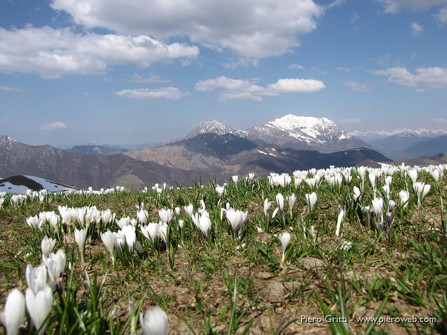 16 Crocus di primavera.jpg